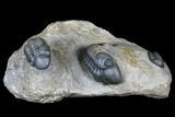 Dalejeproetus & Two Reedops Trilobite Association #174904-16